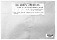 Puccinia virgae-aureae image